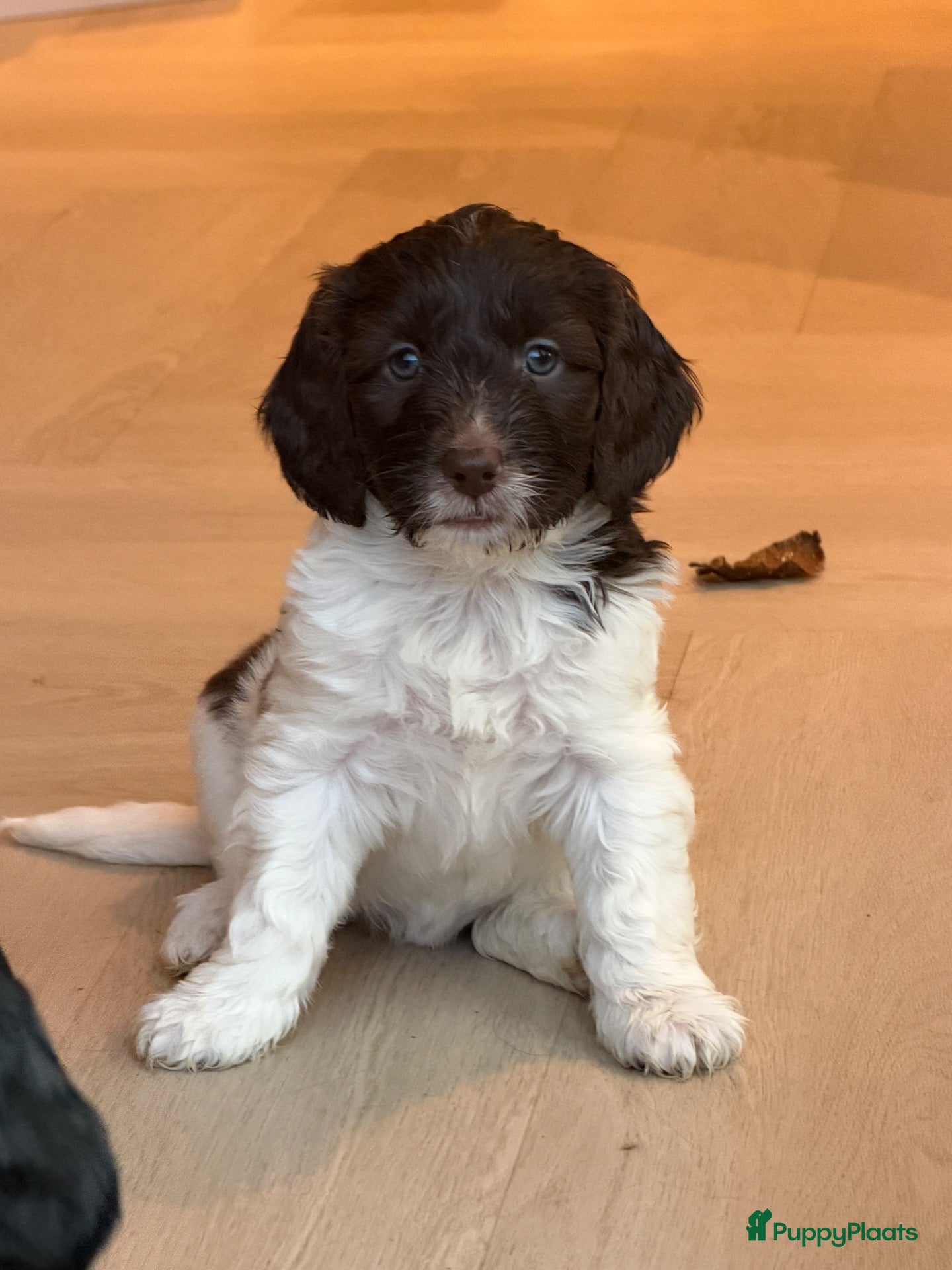Kruising honden Nestje met Sproodle / Springerdoodle pups  - Advertentie 2