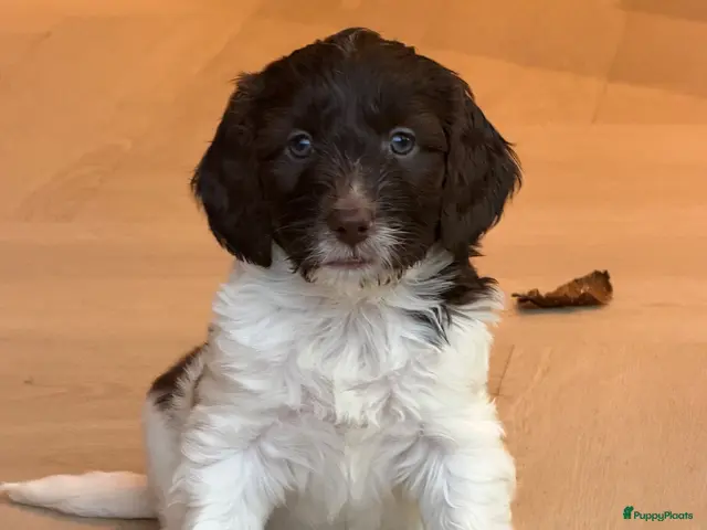 Kruising honden te koop: Nestje met Sproodle / Springerdoodle pups - Advertentie 2