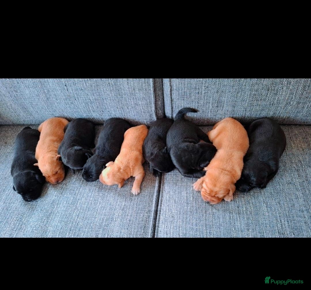 Labrador Retriever honden Prachtige labrador pups, nog 1 blonde reu beschikb - Advertentie 1