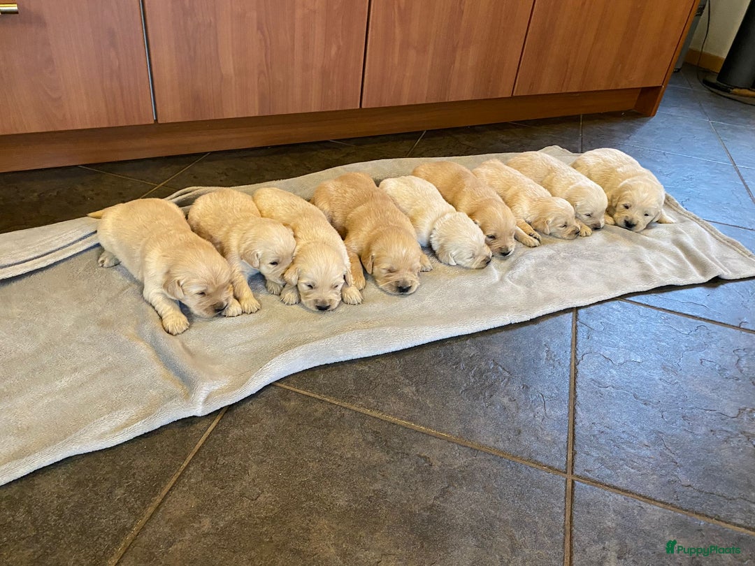 Golden Retriever honden te koop: Golden Retriever pups - Advertentie 2