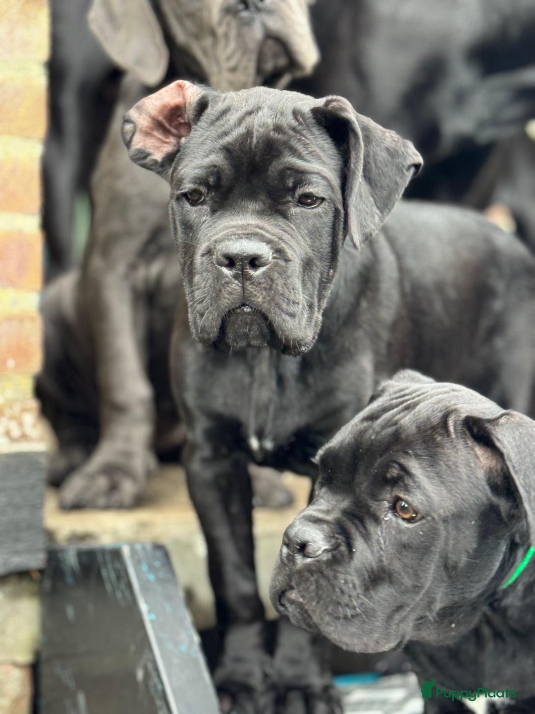 Cane Corso honden te koop: Cane Corso puppy's van 2 maanden oud te koop in Stad aan 't Haringvliet - Afbeelding 9