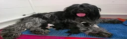 Nederlandse Schapendoes honden te koop: Mooie schapendoespups beschikbaar - Advertentie 1