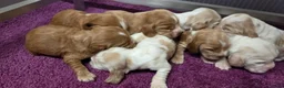 Engelse Cocker Spaniel honden te koop: Engelse Cockerspaniel pups met Stamboom  - Advertentie 10