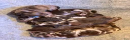 Poedel Toy honden ter dekking: Choco Tan DEKREU Toypoedel 🐶 GETEST ✅ - Advertentie 2