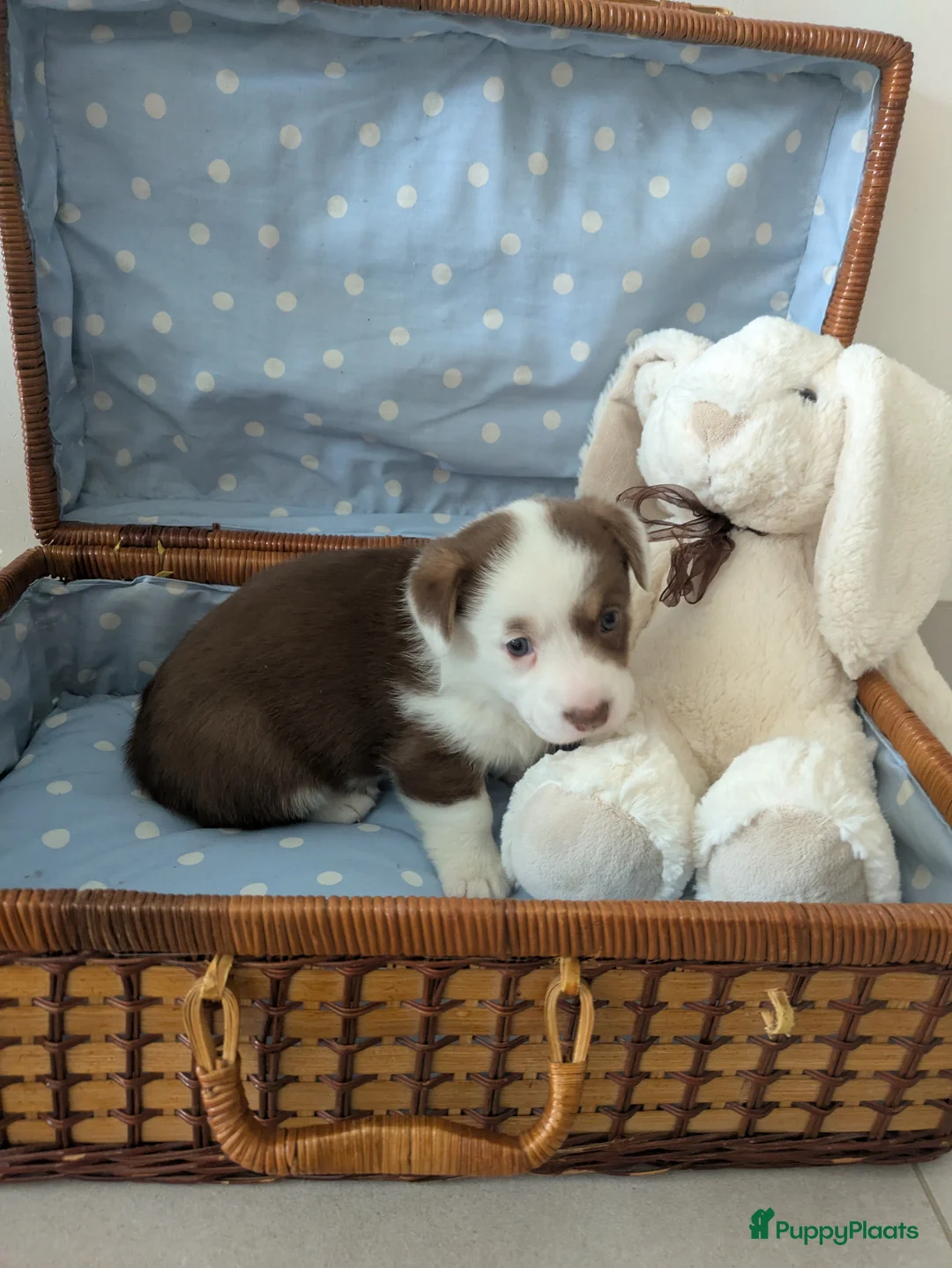 Welsh Corgi Cardigan honden te koop: Welsh Corgi Cardigan pups te Nieuwerkerken België - Advertentie 10
