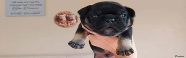 Franse Bulldog 5
