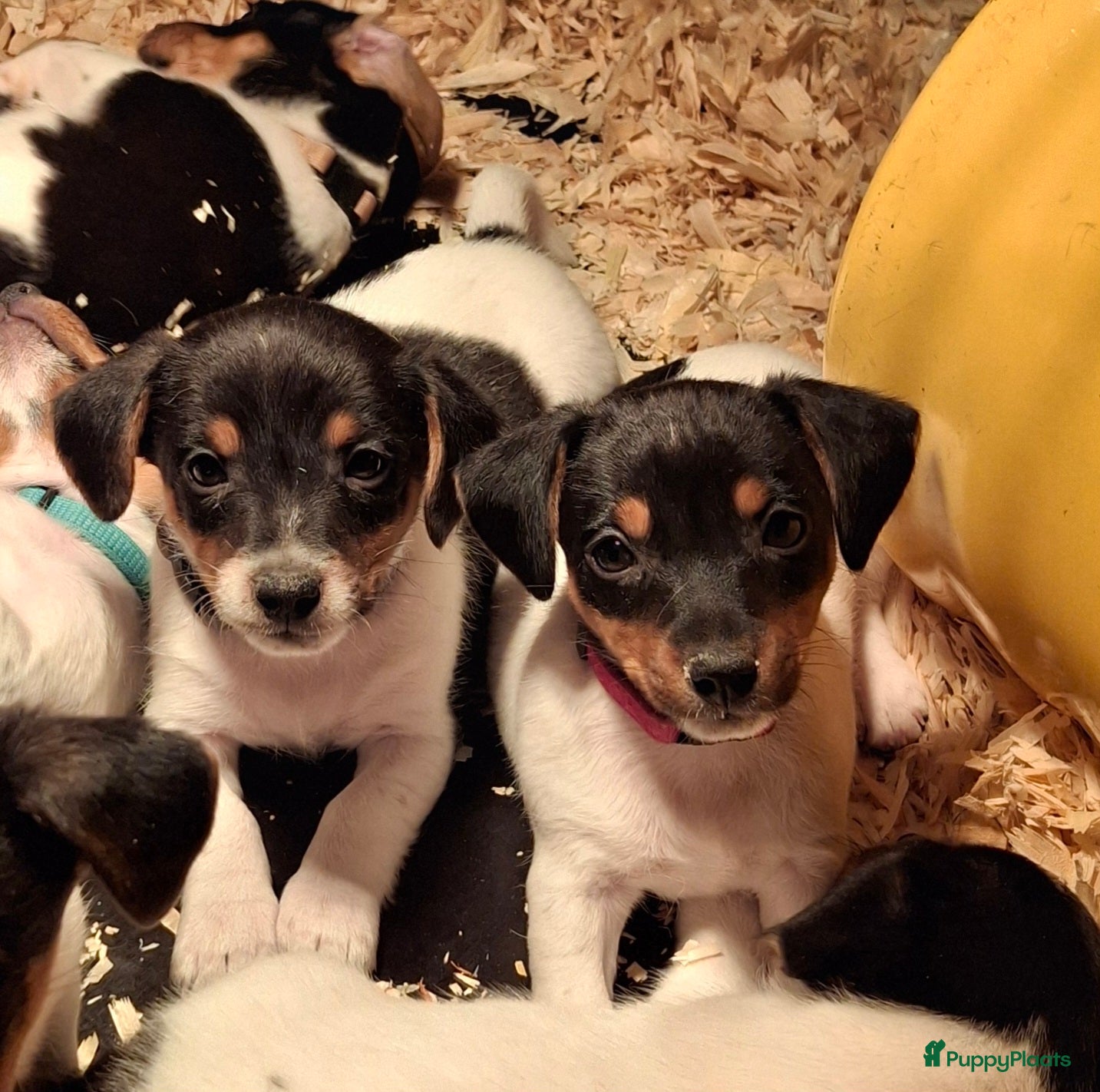 Jack Russel Terriër honden Jack Russel puppy's  - Advertentie 1