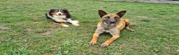 Kruising honden te koop: Heerlijke relaxed Border Collie x Mechelse Herder  - Advertentie 11