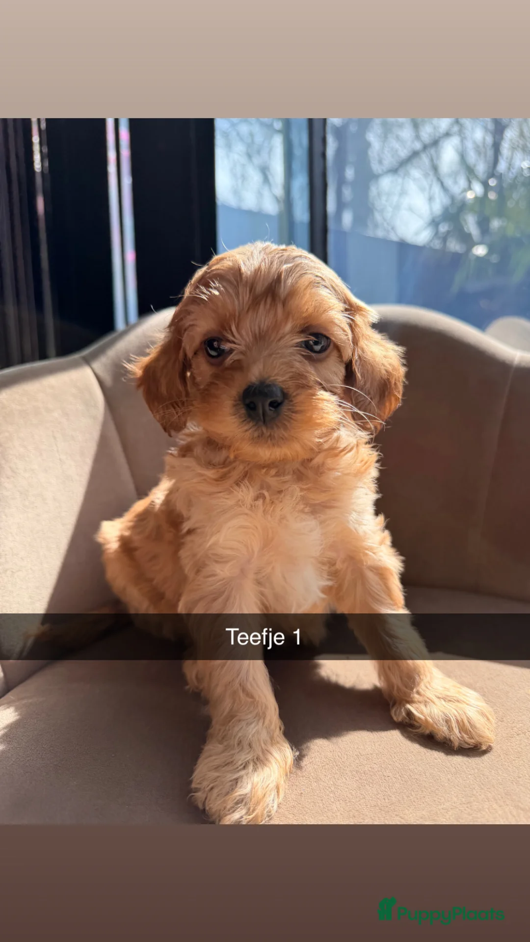 Maltipoo honden te koop: Maltipoo pups - Advertentie 17