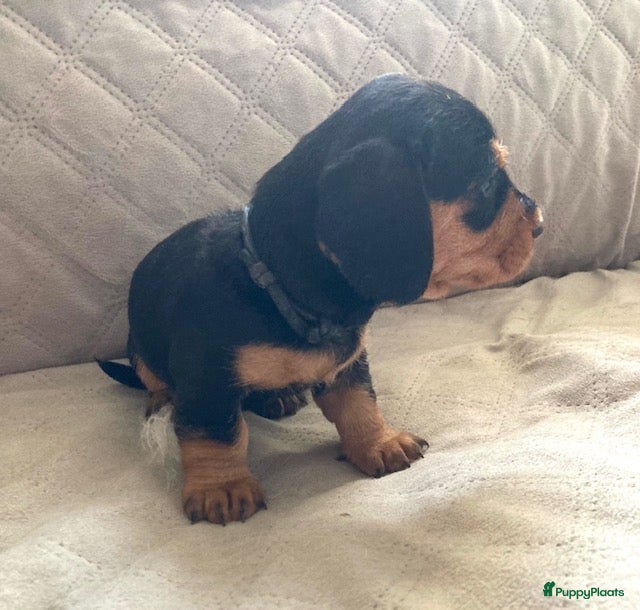 Ruwhaar Teckel honden Prachtige Standaard Ruwhaar Teckelpuppy’s ,  - Advertentie 2