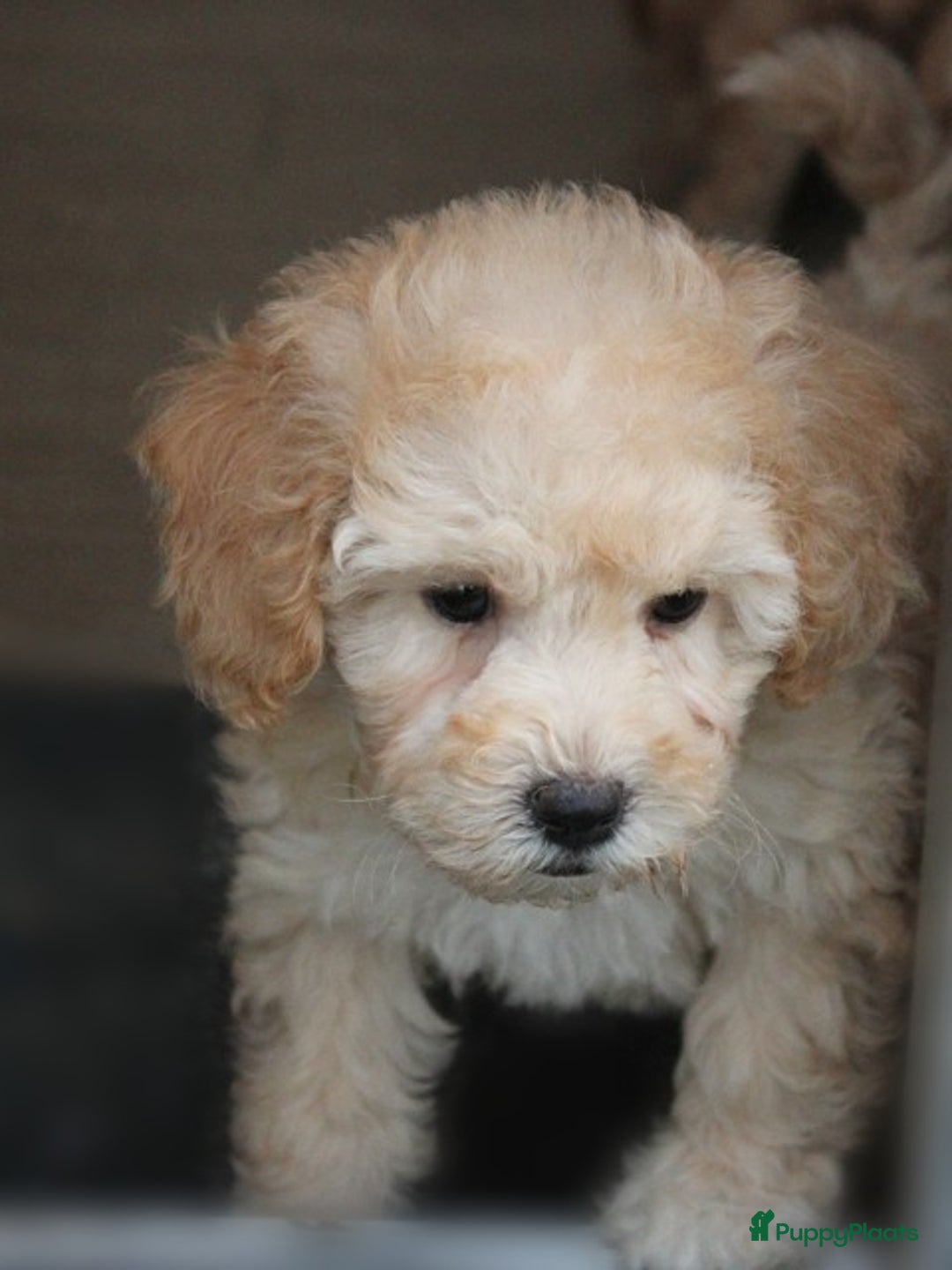 Maltipoo honden te koop: Knappe Maltipoo pups. - Advertentie 9