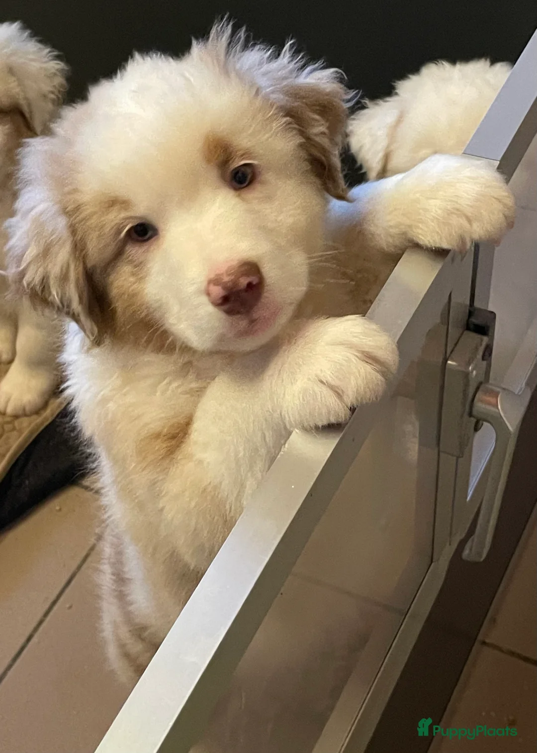 Australian Shepherd honden te koop: Australische herder pups - Advertentie 8