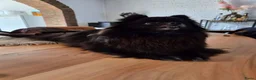 Pomeriaan honden te koop: Dwergkeesjes(pomeranian) - Advertentie 19