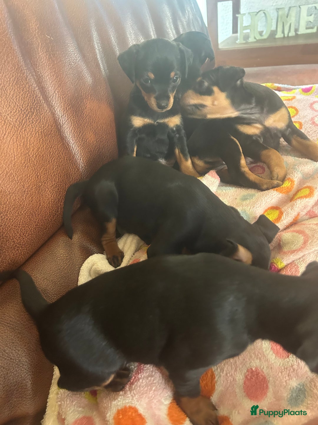 Dwergpinscher honden te koop: Dwergpinsher - Afbeelding 4