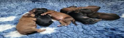 Havanezer honden te koop: Havanezer pups met FCI stamboom - Advertentie 3