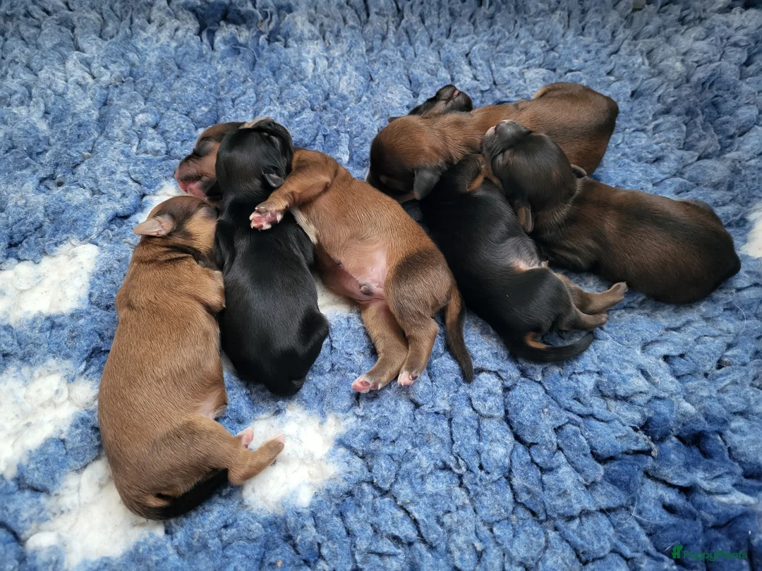 Havanezer honden te koop: Havanezer pups met FCI stamboom - Advertentie 3