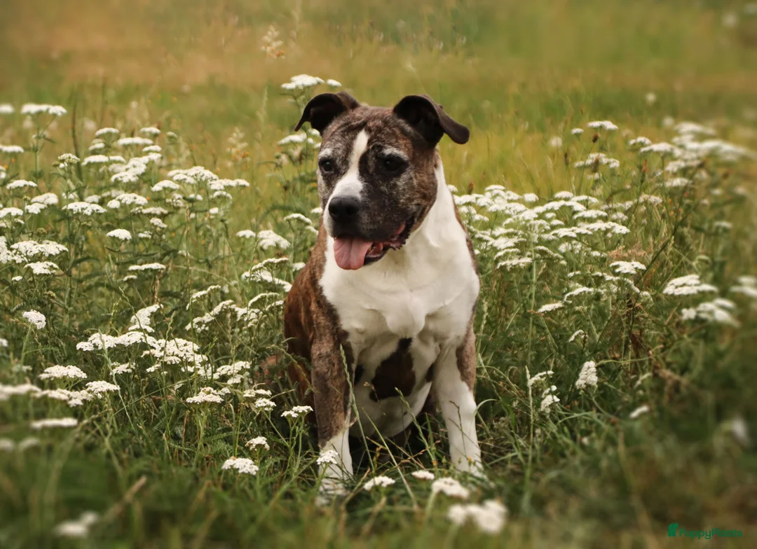 Galerij afbeelding {{count}}