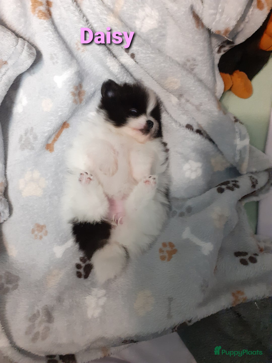 Pomeriaan honden te koop: 4 Prachtige pomeriaan/dwergkees pups. 💙💜 - Advertentie 3