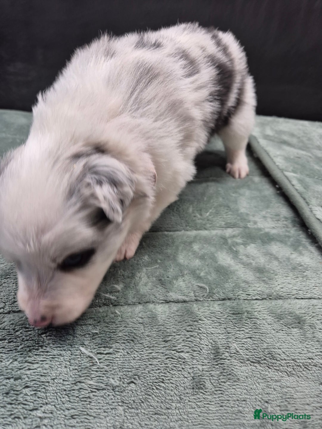 Border Collie honden te koop: Border colli pups blue merle  - Advertentie 3