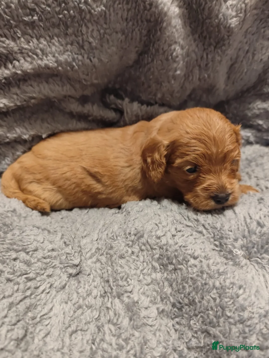 Cavapoo honden te koop: Laatste cavapoo pup teefje beschikbaar  - Advertentie 1