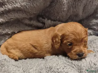 Cavapoo honden Laatste cavapoo pup teefje beschikbaar - Advertentie 1