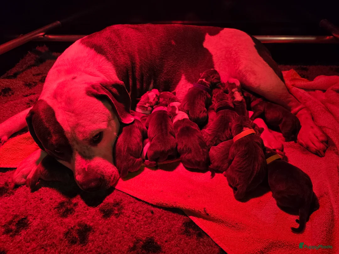 Amerikaanse Bully honden te koop: American Bully XL pups ABKC stamboom - Advertentie 3