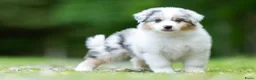 Australian Shepherd honden te koop: Australian shepherd pups met stamboom - Advertentie 6
