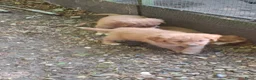 Nova Scotia Duck Tolling Retriever honden te koop: Toller pups, beide ouders zijn aanwezig - Advertentie 9