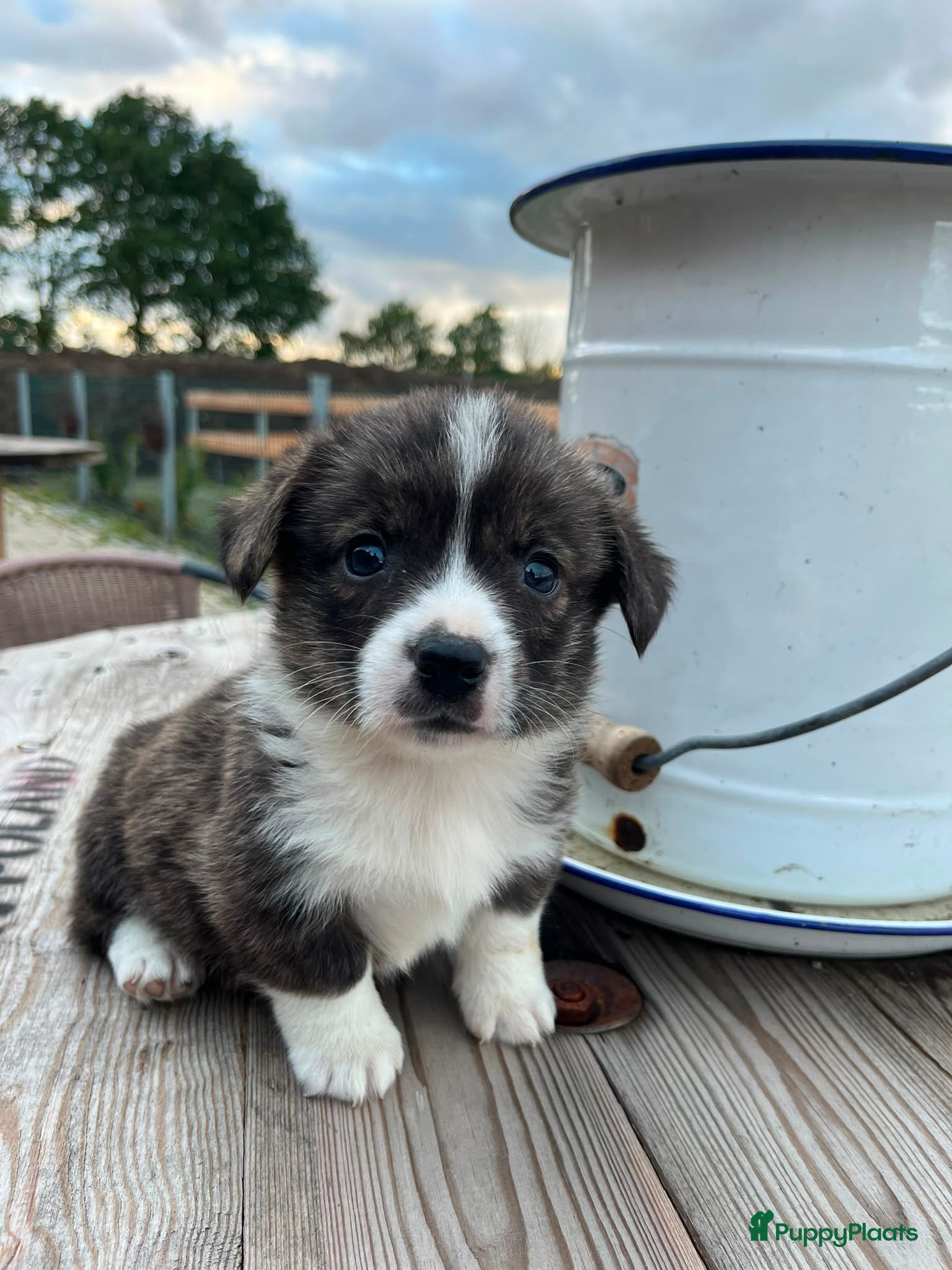 Welsh Corgi Cardigan honden Prachtige Welsh Corgi pups zoeken een warme thuis - Advertentie 1