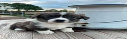 Welsh Corgi Cardigan honden te koop: Prachtige Welsh Corgi pups zoeken een warme thuis - Advertentie 1