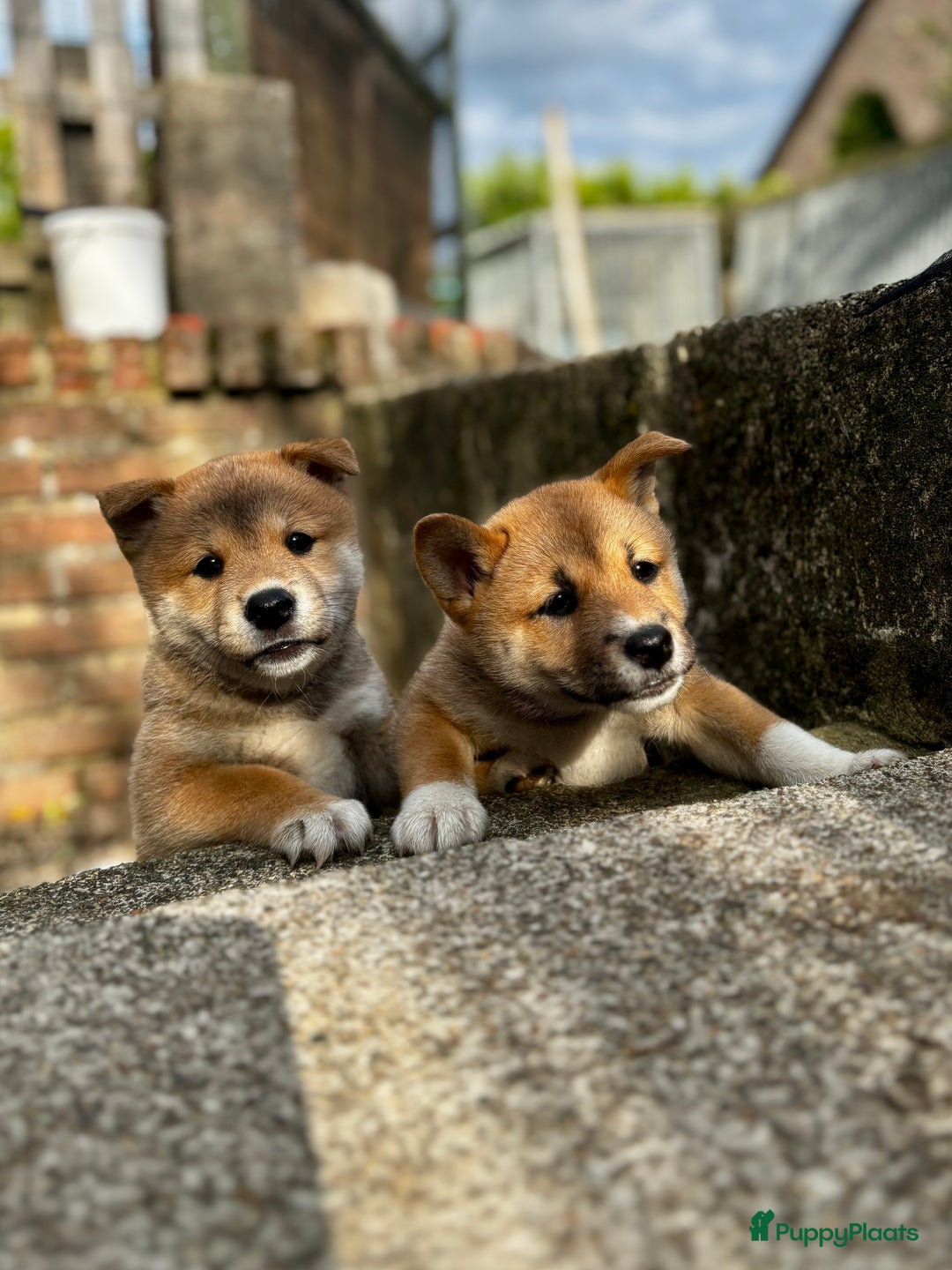 Shiba honden te koop: Shiba inu in Genk - Afbeelding 2