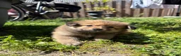 Kruising honden te koop: Pomchi x keeshond puppy’s  - Advertentie 4