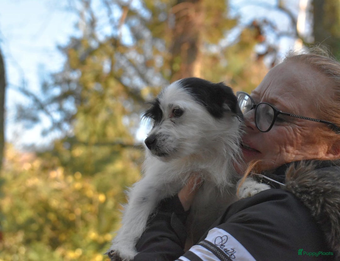 Boomer honden te koop: Super leuke zeer vrije Boomer pups - Advertentie 21