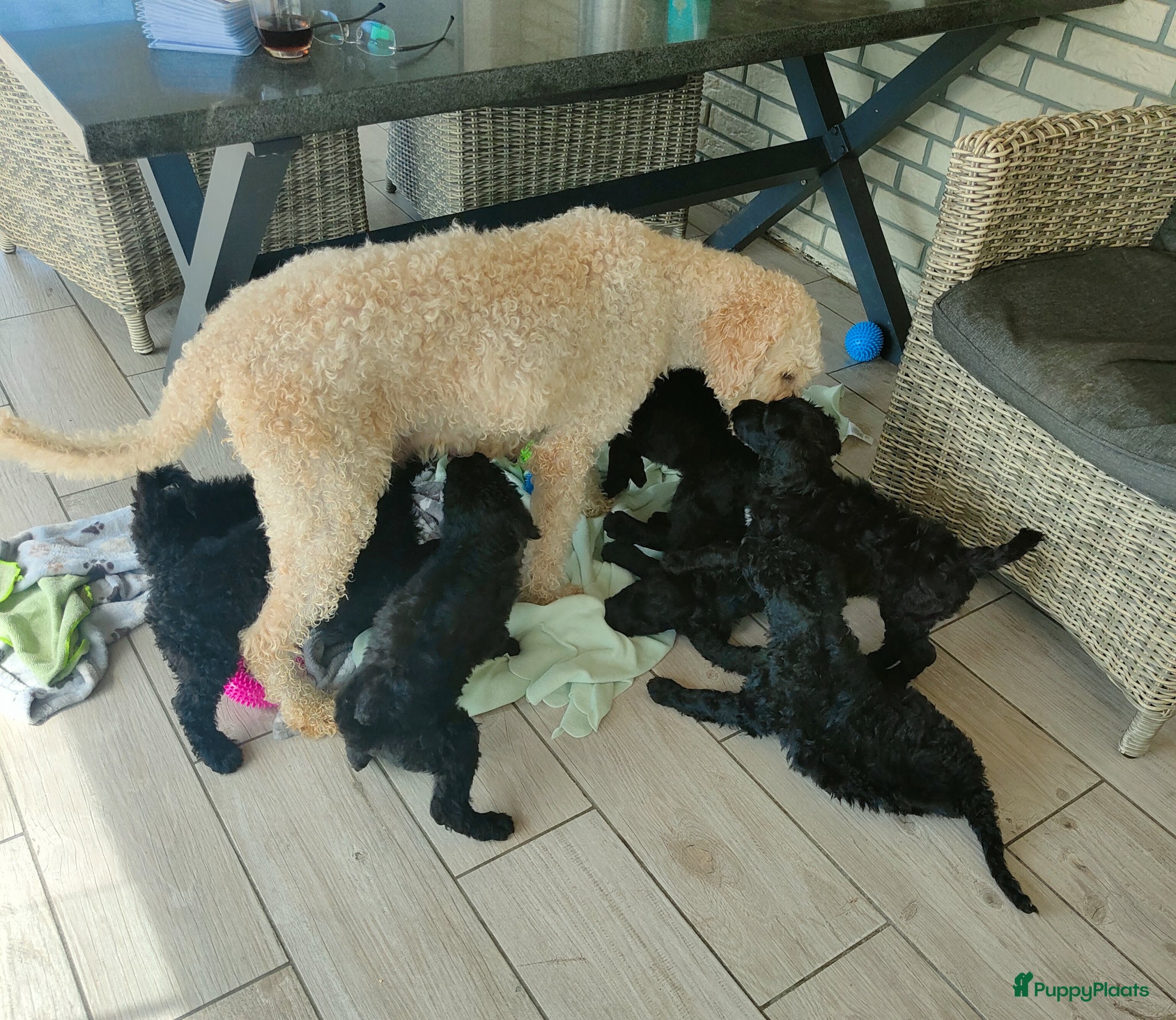 Labradoodle honden supermooi zwarte f4 multigen labradoodle pups - Advertentie 2
