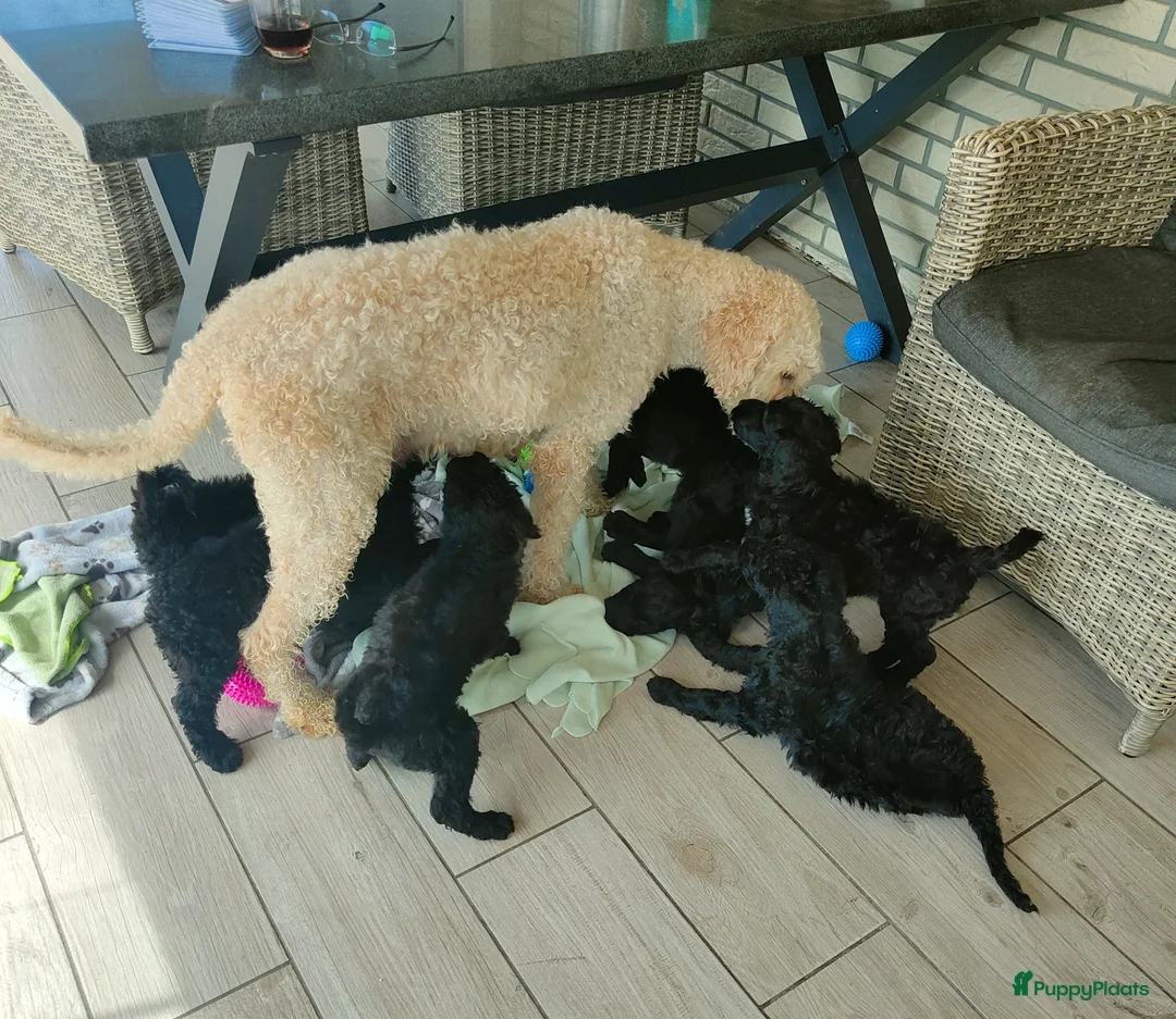 Labradoodle honden te koop: supermooi zwarte f4 multigen labradoodle pups - Advertentie 1