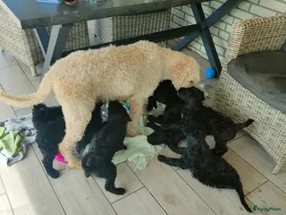 Labradoodle honden supermooi zwarte f4 multigen labradoodle pups - Advertentie 2