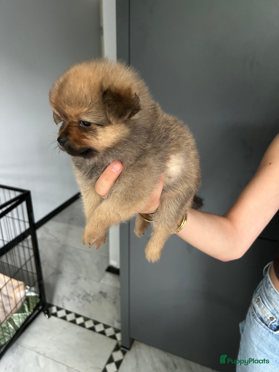 Pomchi honden te koop: Pomchi pups - Afbeelding 9