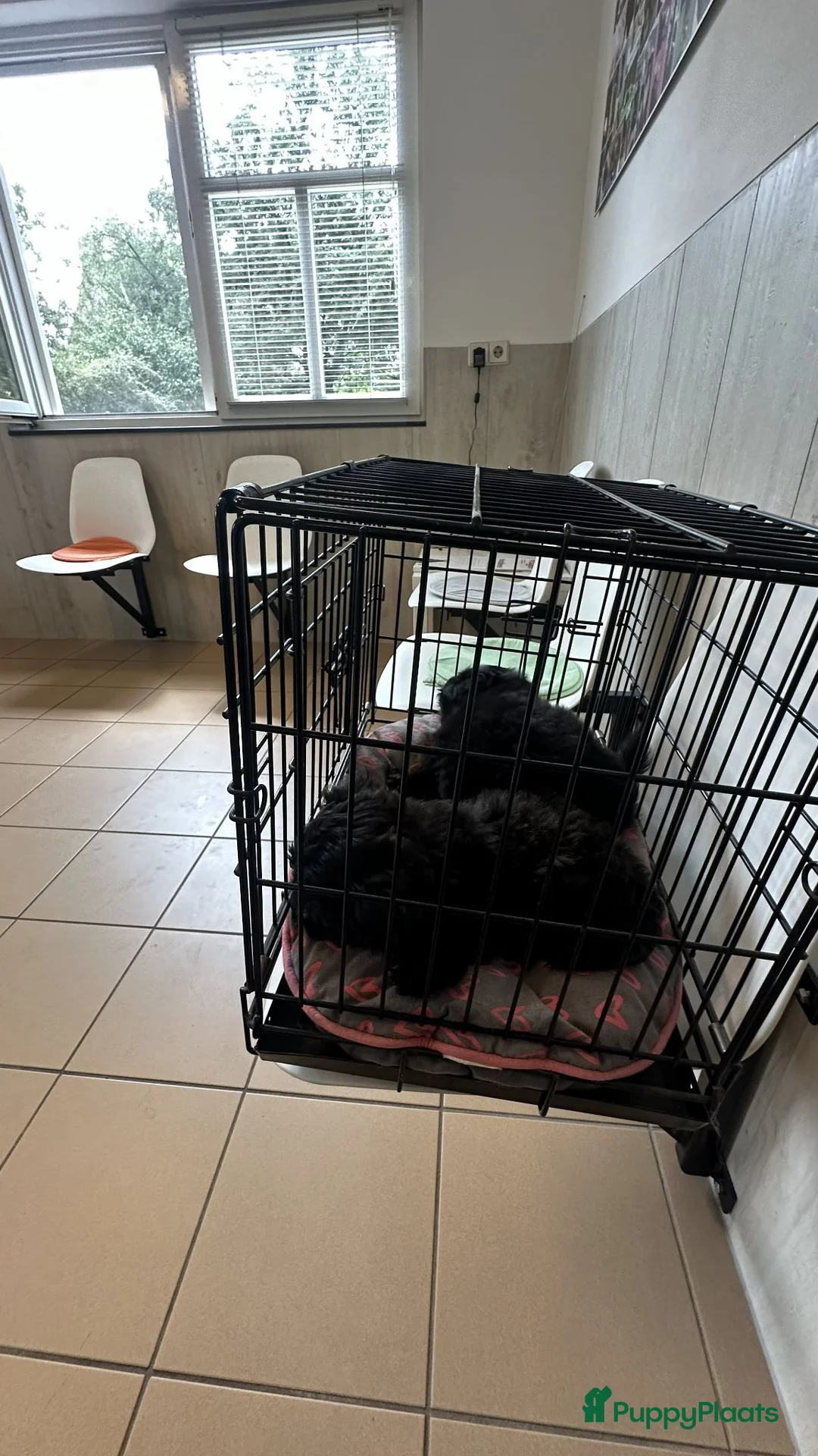 Kruising honden te koop: kruising boomer x poedel - Advertentie 2