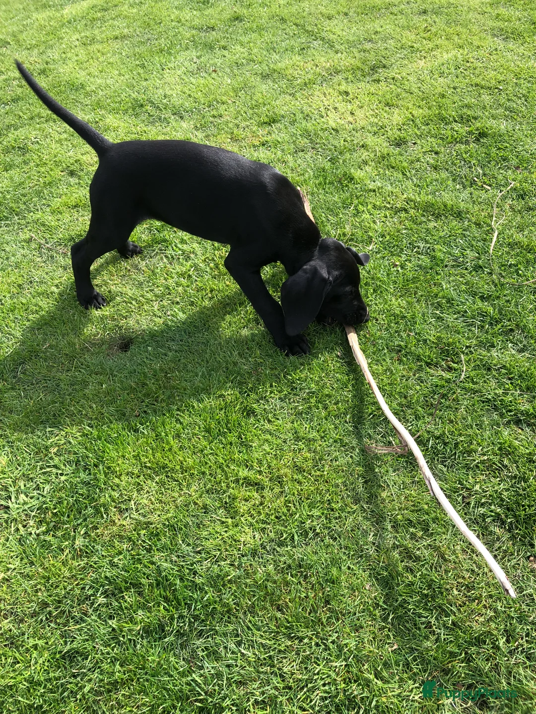 Duitse Staande Hond Korthaar honden te koop: Duitse staande kothaar pup Tim - Advertentie 6