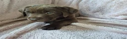 Labrador Retriever honden te koop: Labrador pups - Advertentie 14