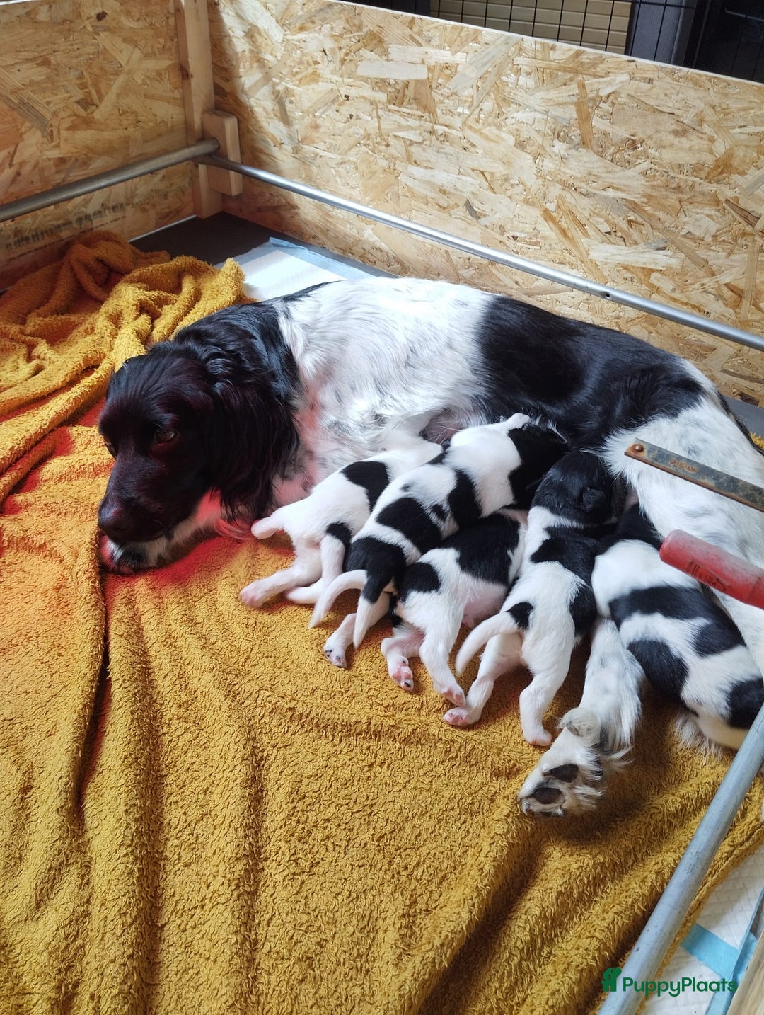 Friese Stabij honden te koop: Drie lieve Friese Stabij reutjes in Gasselte - Afbeelding 2