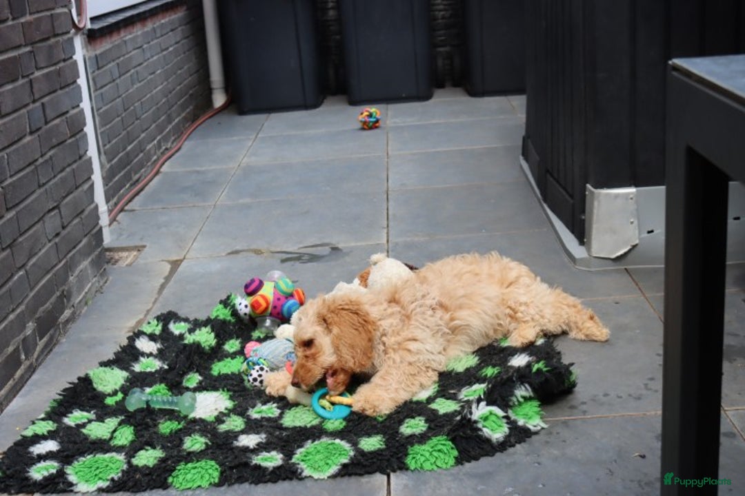 Labradoodle honden te koop: LABRADOODLE TEEFJE - Afbeelding 7