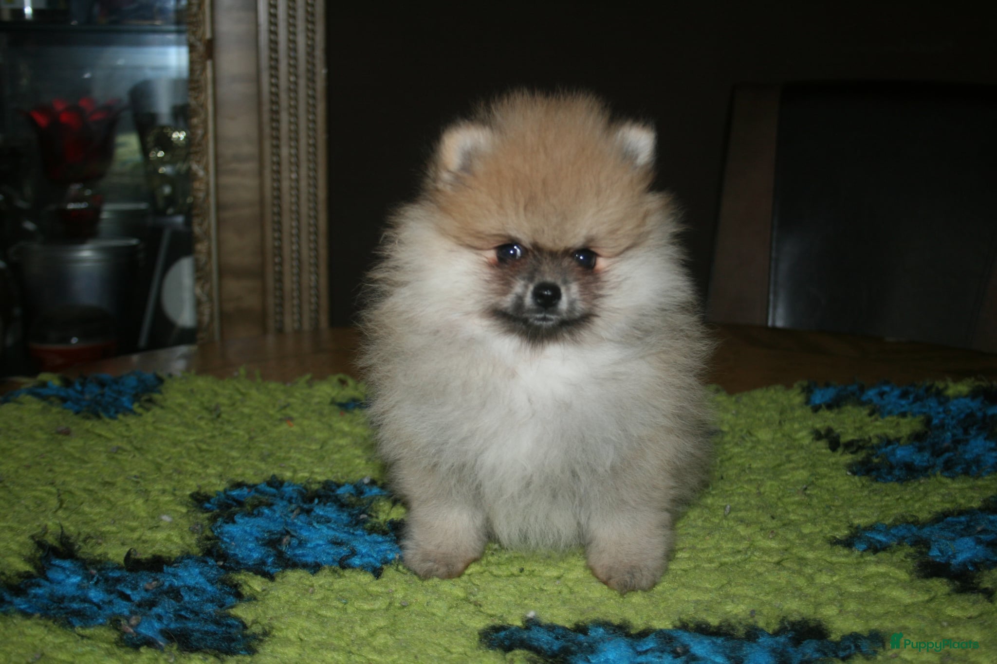 Pomeriaan honden Pomeranian pup teefje - Advertentie 3