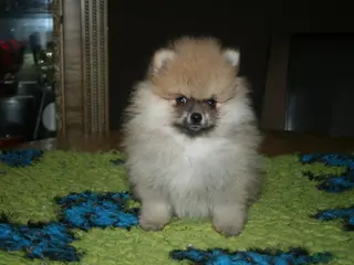 Pomeriaan honden Pomeranian pup teefje - Advertentie 3