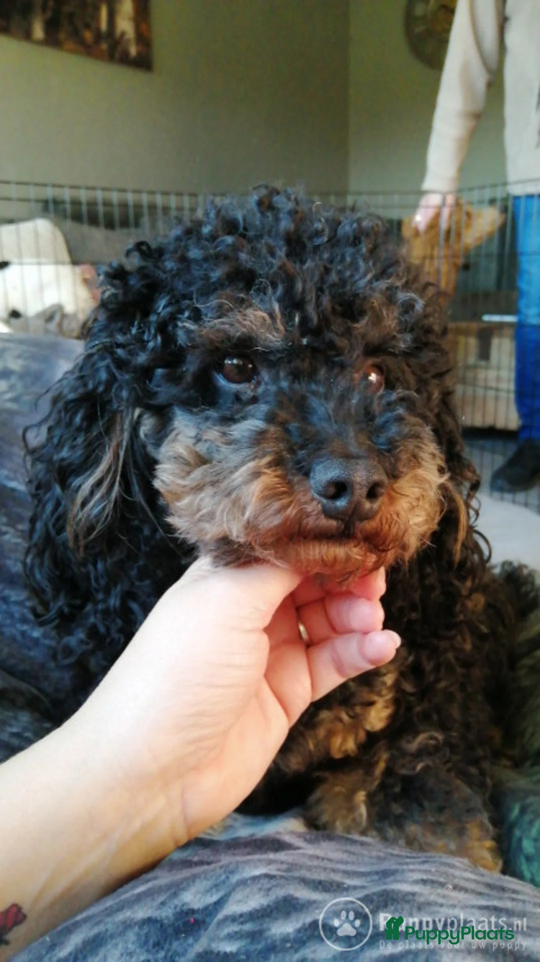 Poedel honden ter dekking: Dekreu Black and tan  dwerg poedel in Zwartemeer - Advertentie 4