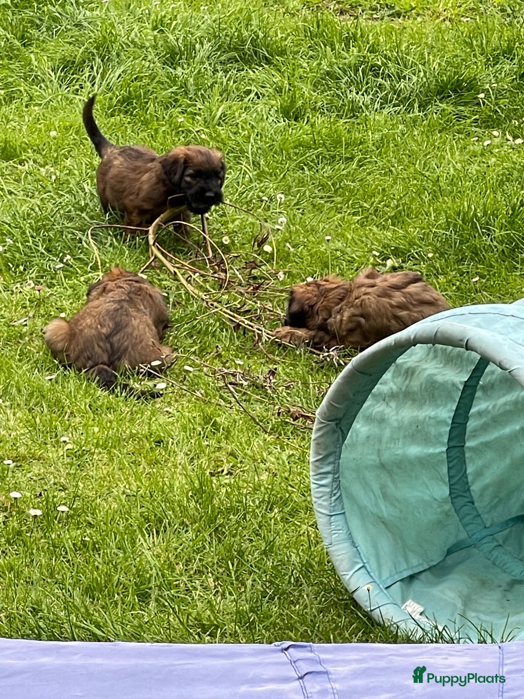 Briard honden te koop: Briardpups - Advertentie 7