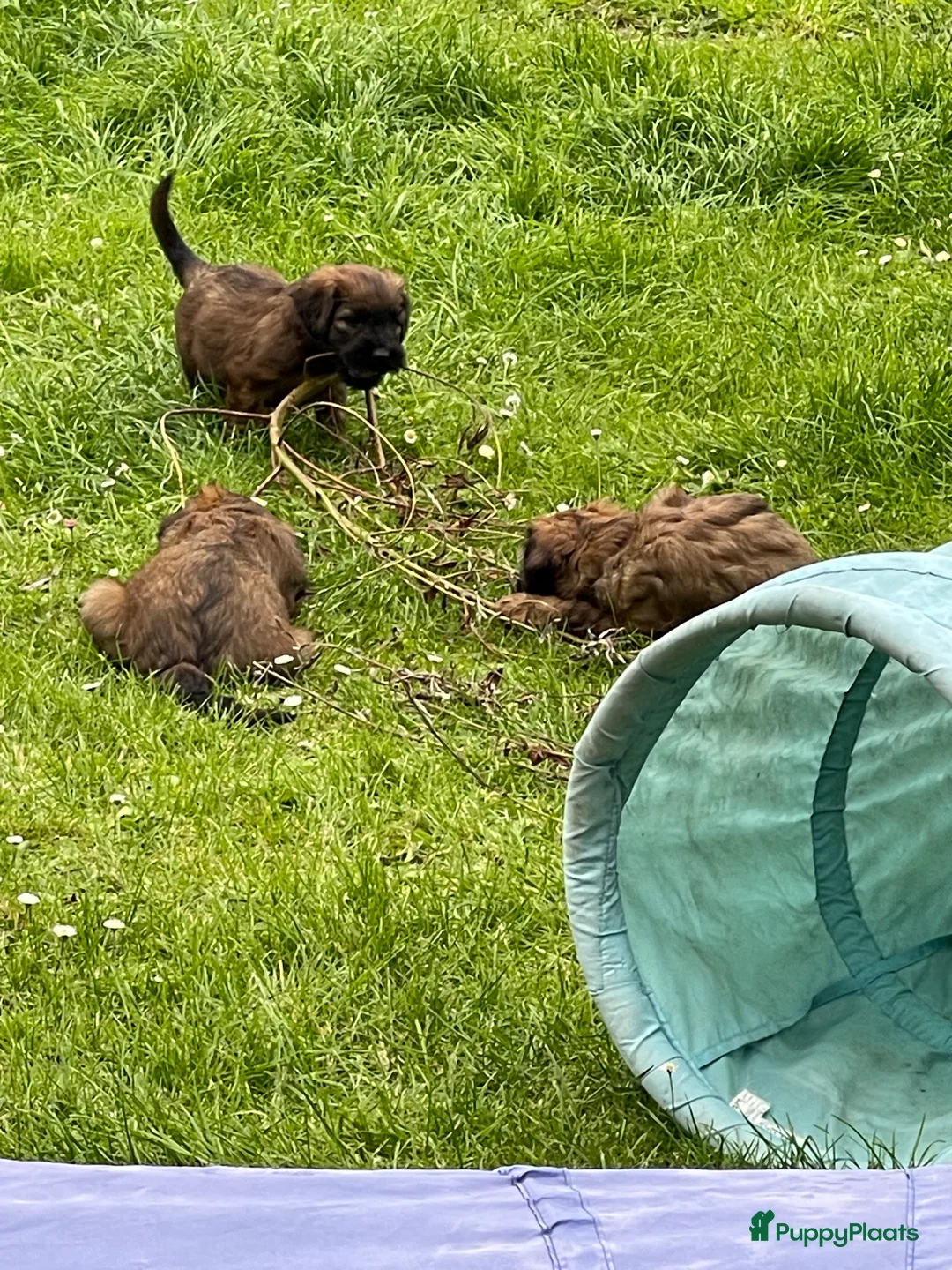 Briard honden te koop: Briardpups - Advertentie 7