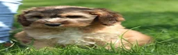 Cockapoo honden te koop: Knappe Cockapoo pups - Advertentie 4