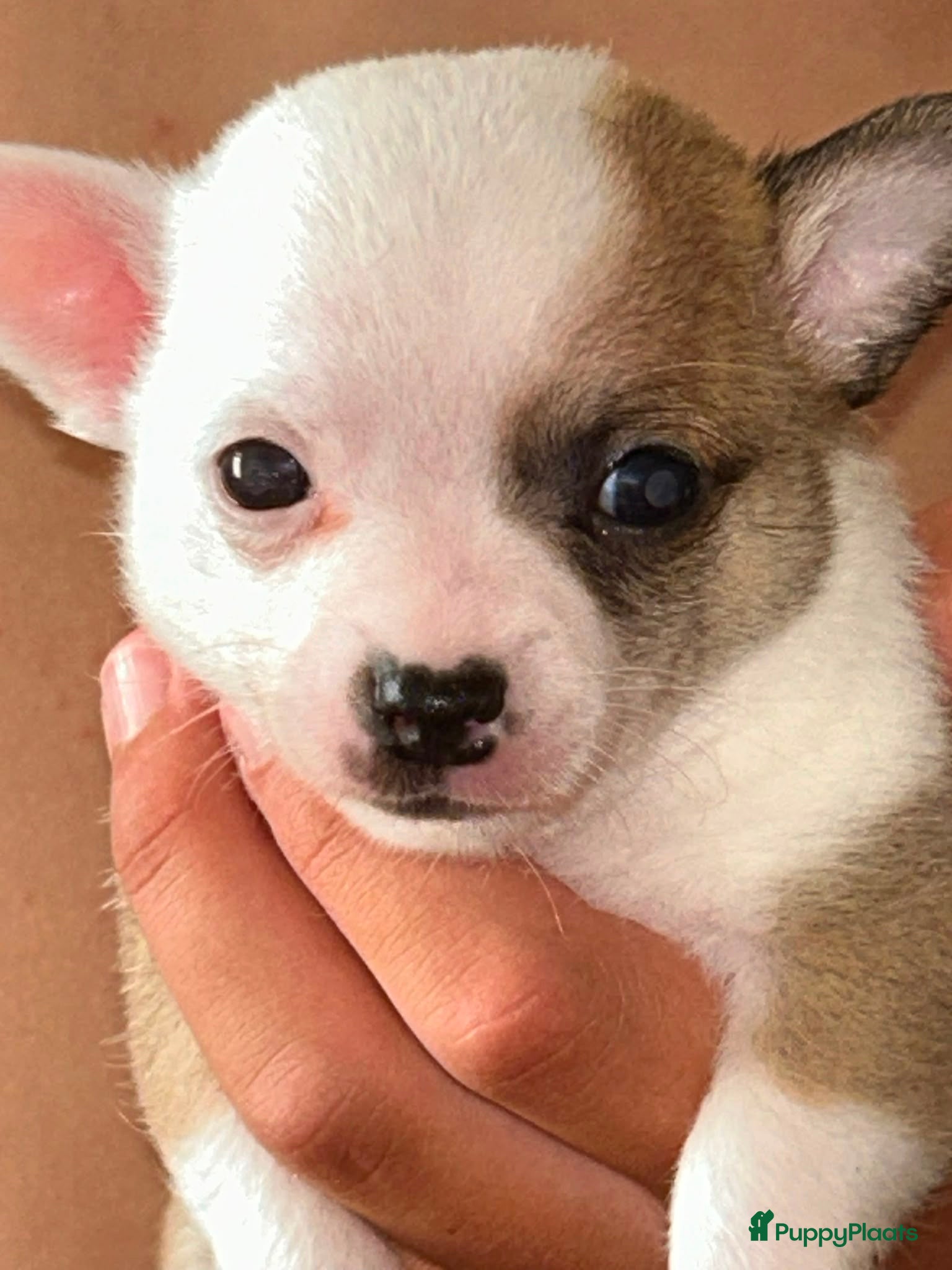 Chihuahua honden Chihuahua pups raszuiver te koop - Advertentie 2
