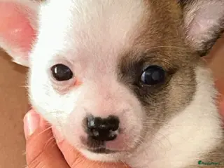 Chihuahua honden Chihuahua pups raszuiver te koop - Advertentie 2